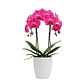 Orquídea Cor-de-Rosa - Thumbnail 1