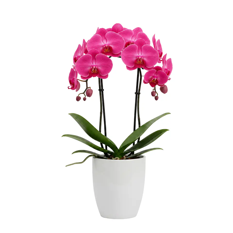 Orquídea Cor-de-Rosa 1