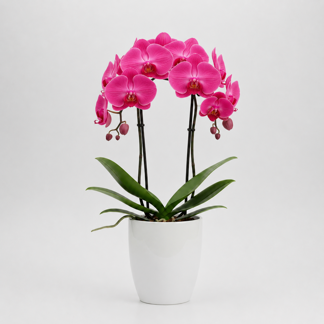 Orquídea Cor-de-Rosa 2
