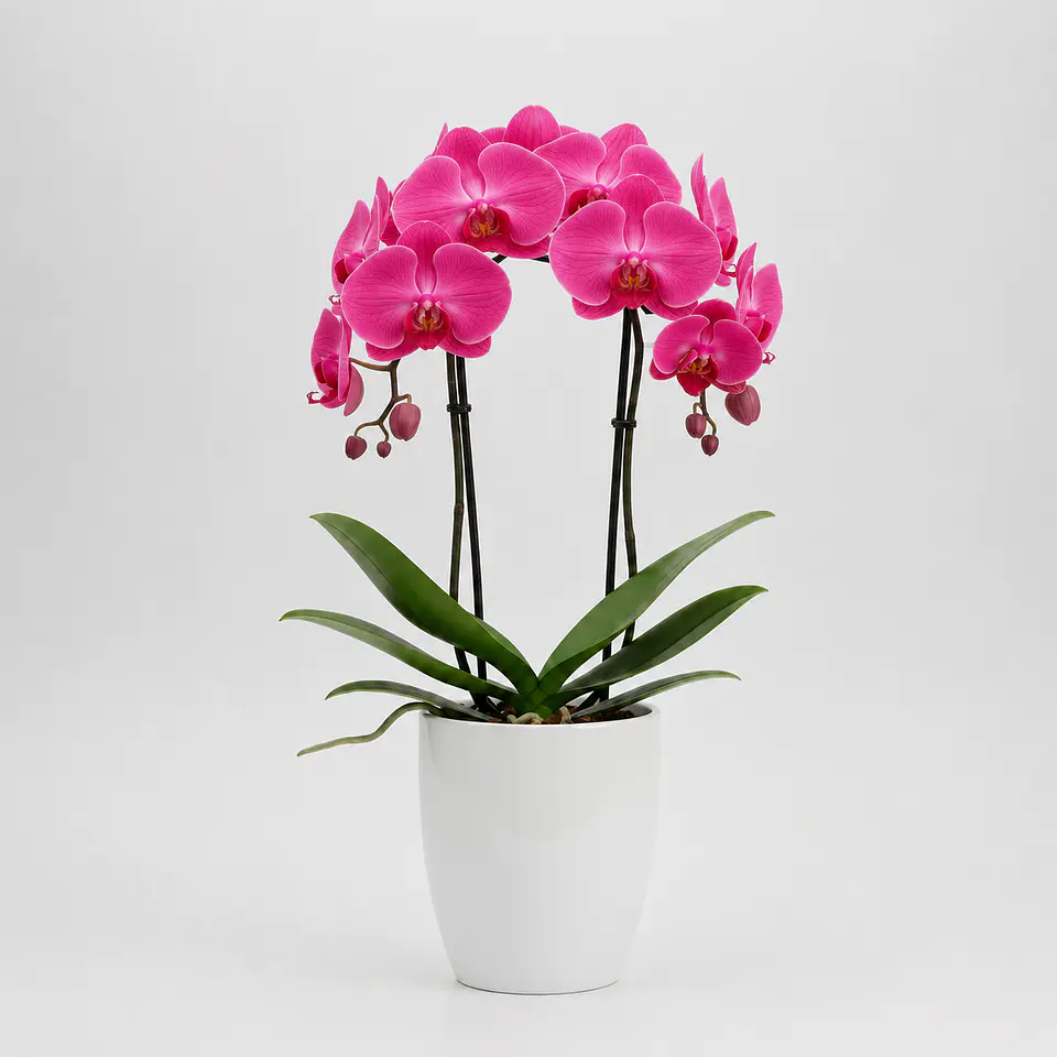 Orquídea Cor-de-Rosa 2