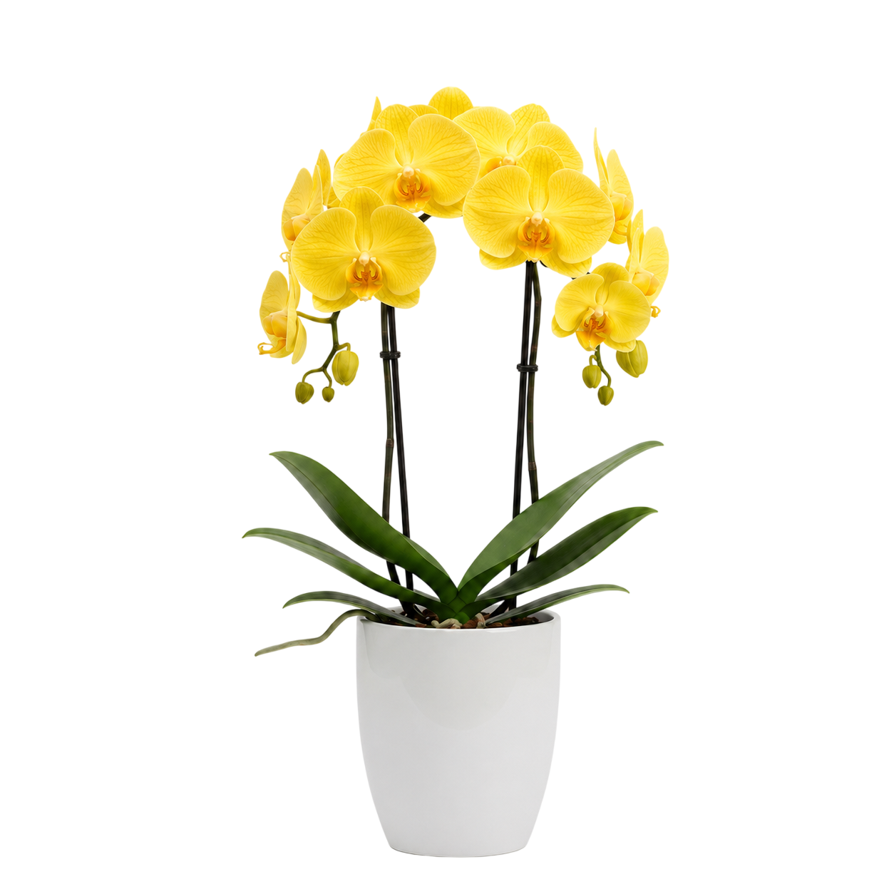 Orquídea Amarela 1