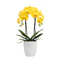 Orquídea Amarela - Thumbnail 1