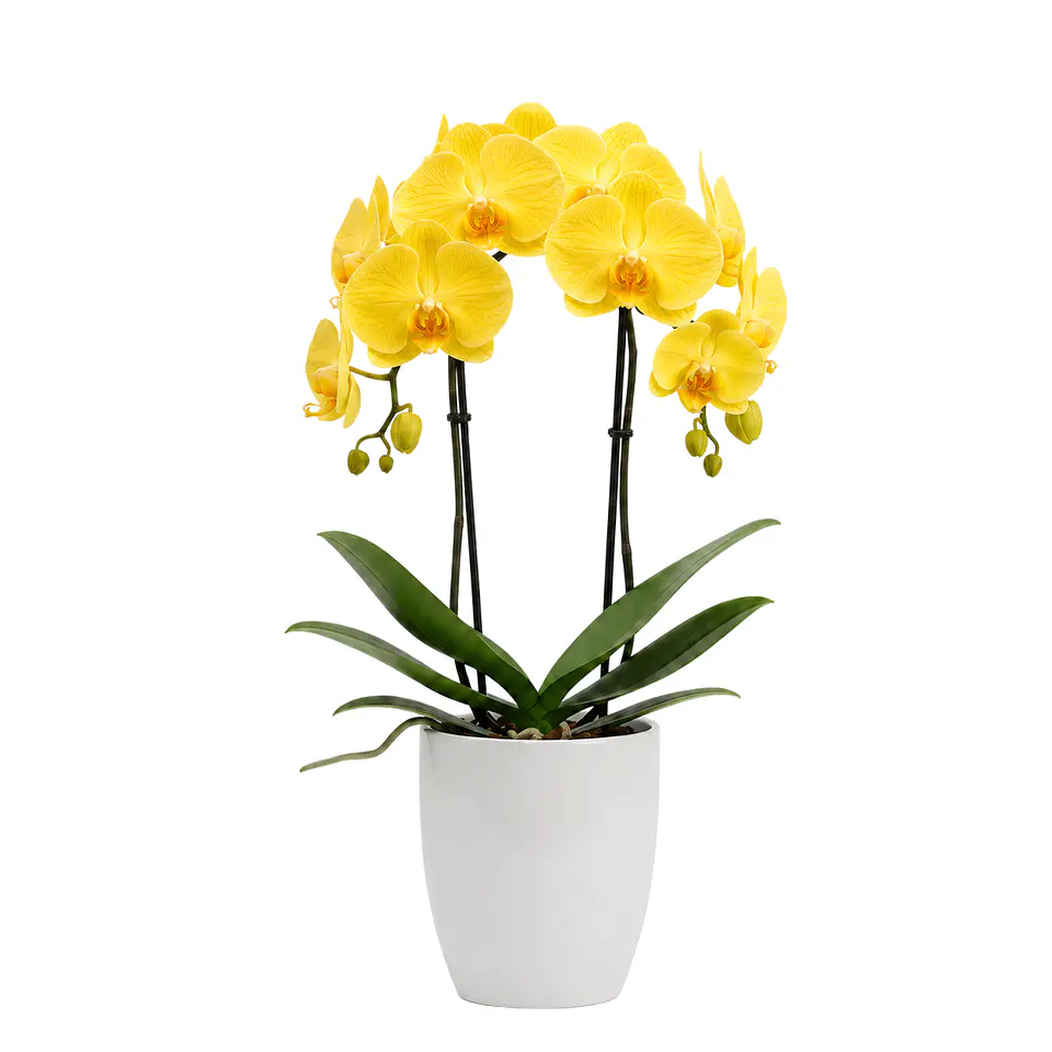 Orquídea Amarela 1