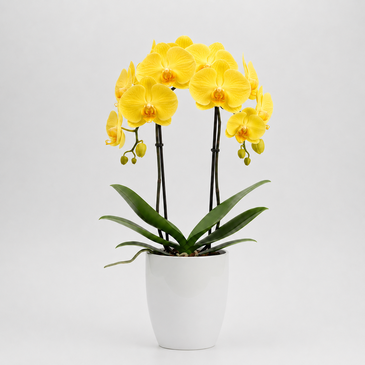Orquídea Amarela 2