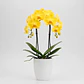 Orquídea Amarela - Thumbnail 2
