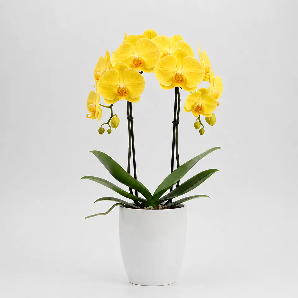 Orquídea Amarela 2