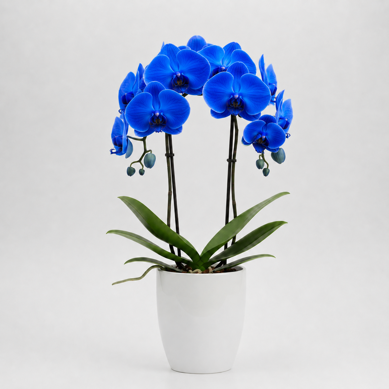 Orquídea Azul 2