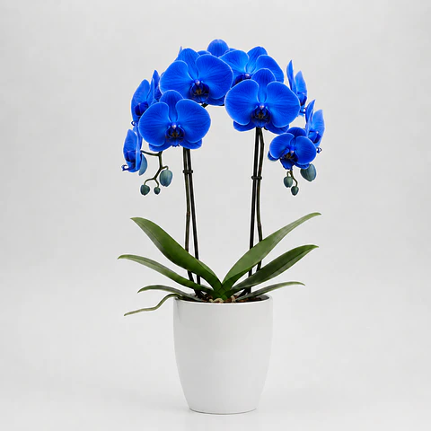 Orquídea Azul