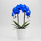 Orquídea Azul - Thumbnail 2
