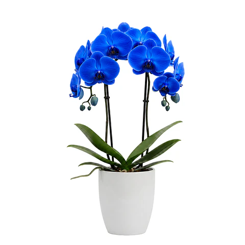 Orquídea Azul
