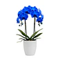 Orquídea Azul - Thumbnail 1