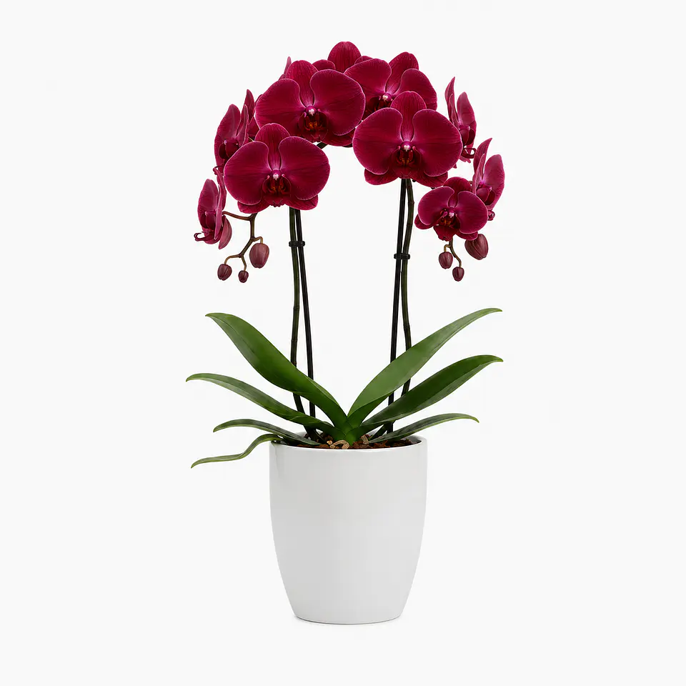 Orquídea Vermelha/Bordeaux 7