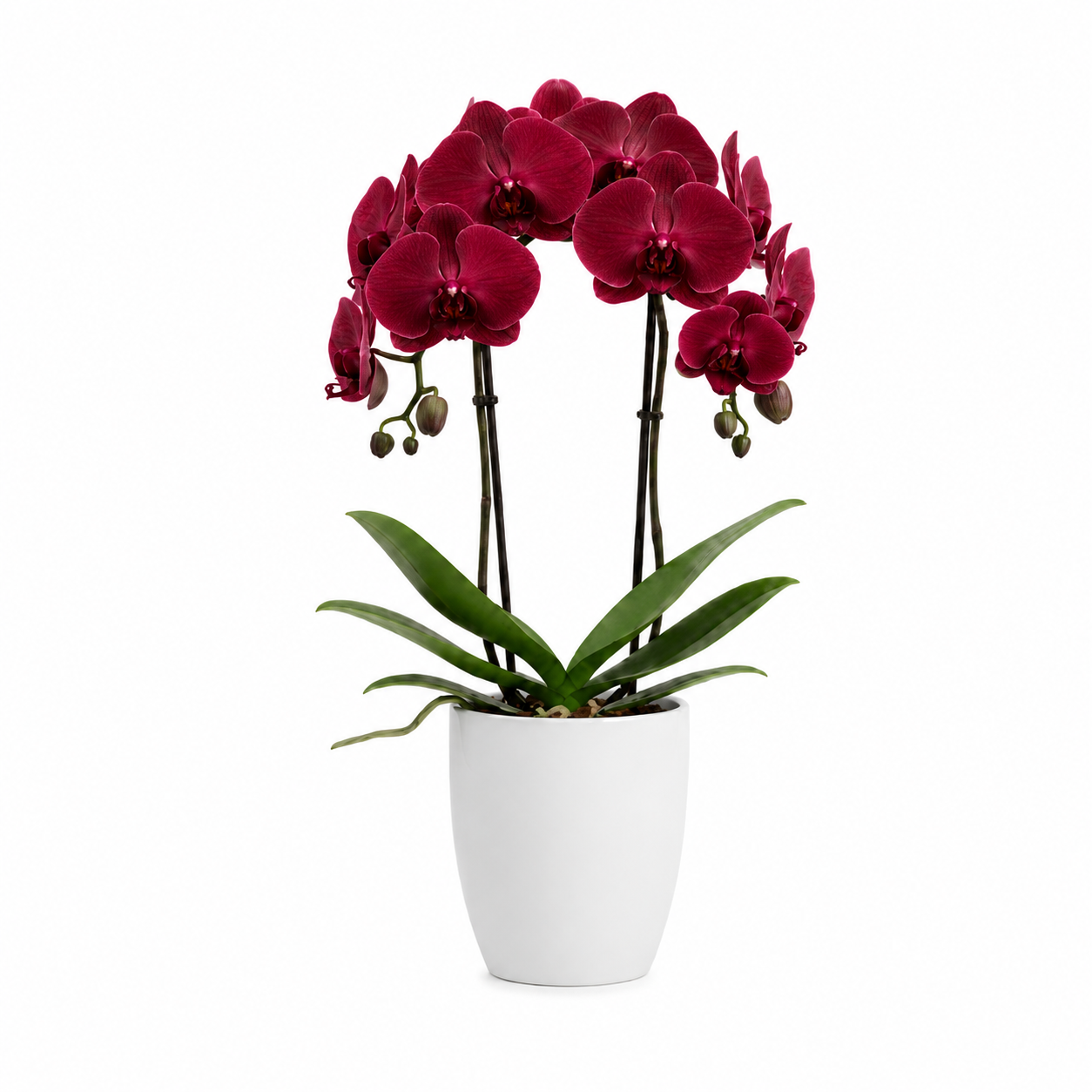 Orquídea Vermelha/Bordeaux 4