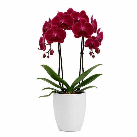 Orquídea Vermelha/Bordeaux