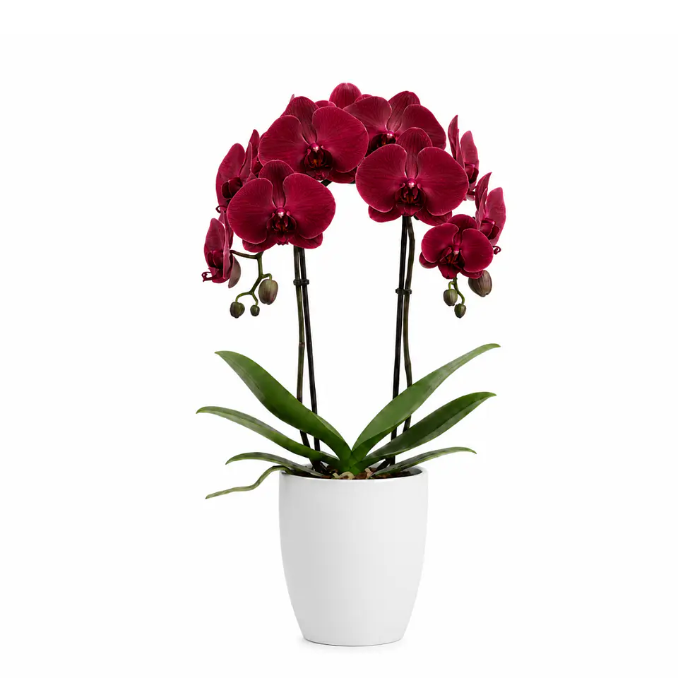 Orquídea Vermelha/Bordeaux 3