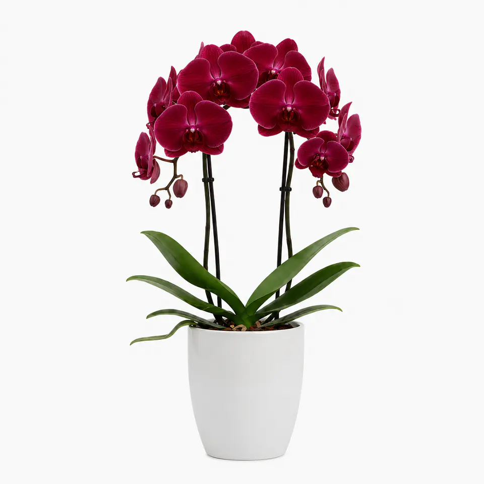 Orquídea Vermelha/Bordeaux 2