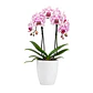 Orquídea Phalaenopsis Rosa Rajada - Thumbnail 3