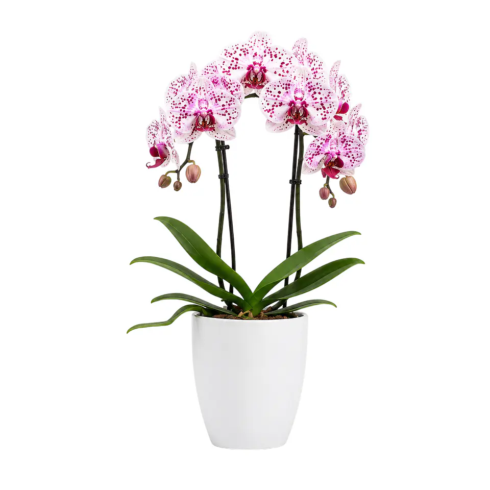 Orquídea Phalaenopsis Rosa Rajada 3