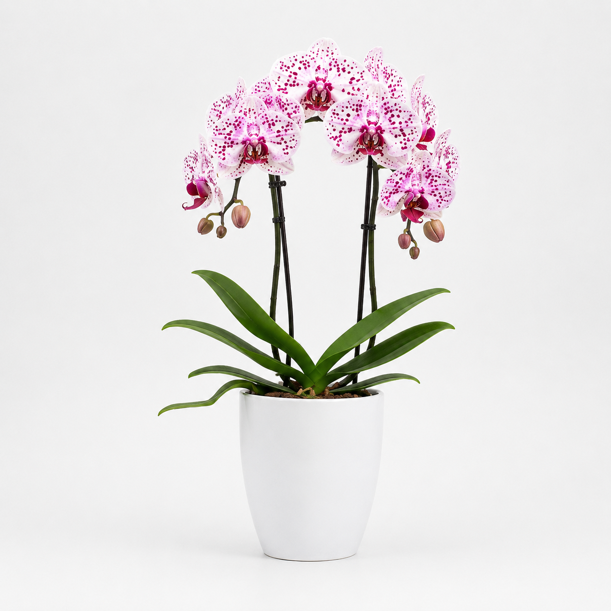 Orquídea Phalaenopsis Rosa Rajada 4