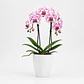 Orquídea Phalaenopsis Rosa Rajada - Thumbnail 4