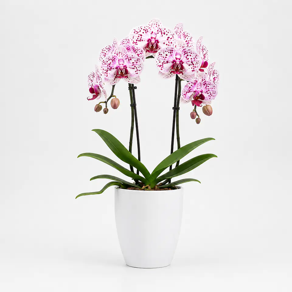 Orquídea Phalaenopsis Rosa Rajada 4
