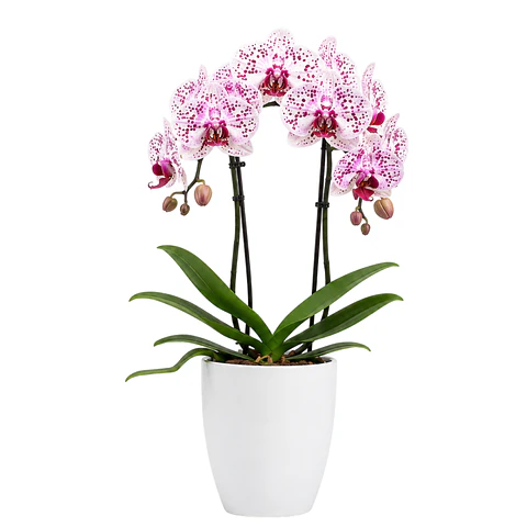 Orquídea Phalaenopsis Rosa Rajada