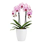 Orquídea Phalaenopsis Rosa Rajada - Thumbnail 1