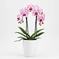 Orquídea Phalaenopsis Rosa Rajada - Thumbnail 2