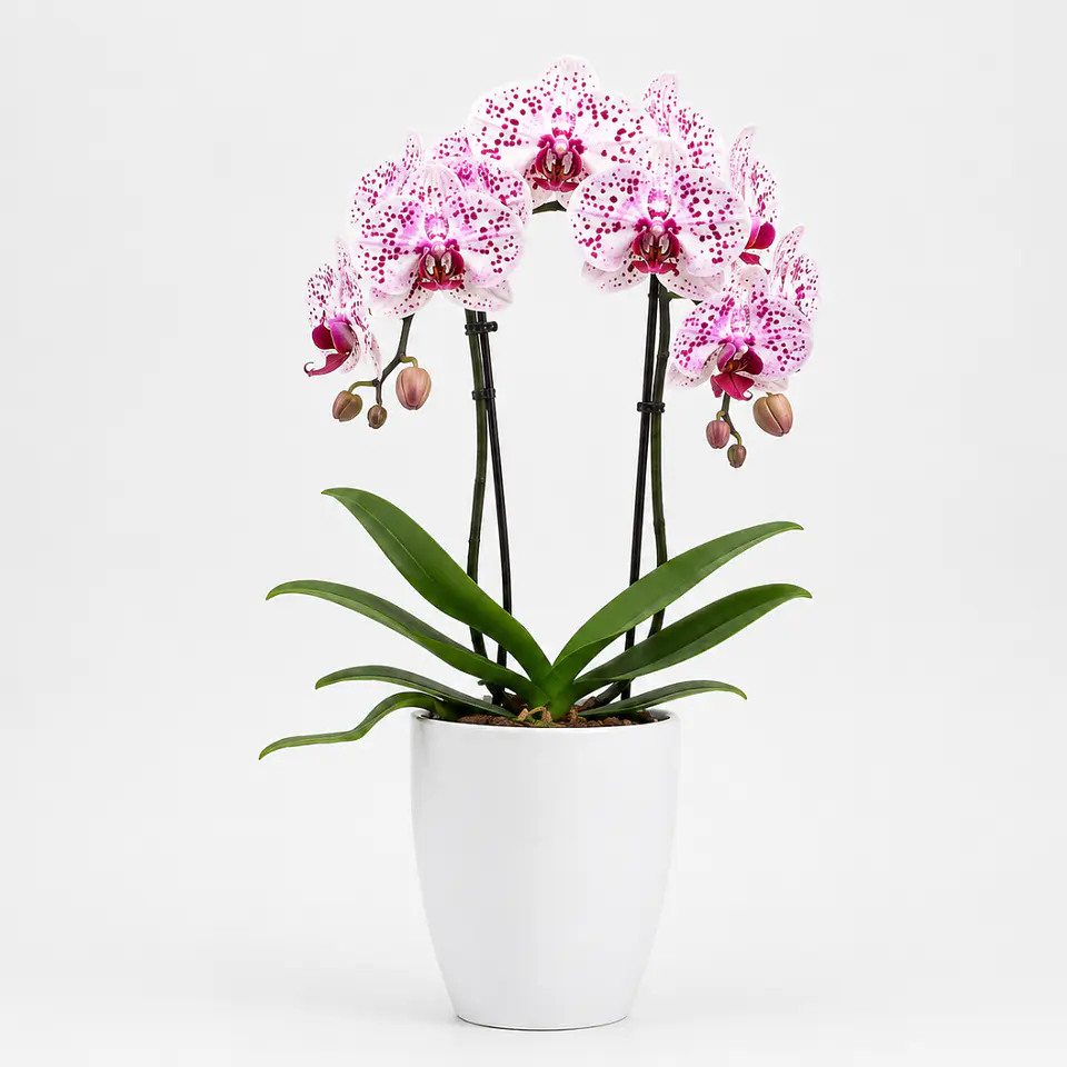 Orquídea Phalaenopsis Rosa Rajada 2