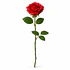 Rosa Vermelha à Unidade