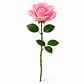 Rosa Cor-de-Rosa à Unidade - Thumbnail 1