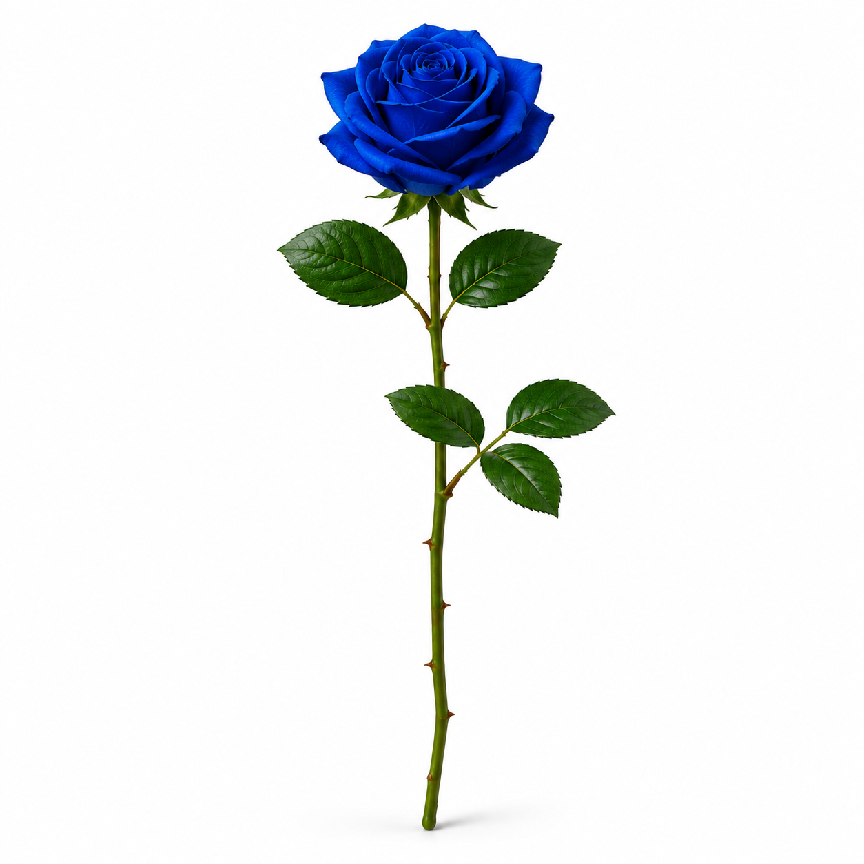 Rosa Azul à Unidade 1