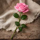 Rosa Cor-de-Rosa à Unidade - Thumbnail 2