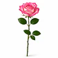 Rosa Bicolor à Unidade - Thumbnail 1