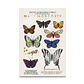 YUYA Set de sombras 18 colores - 