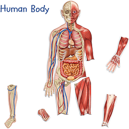 Cuerpo humano magnético doble