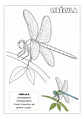 Insectos Asombrosos - Miniatura 4