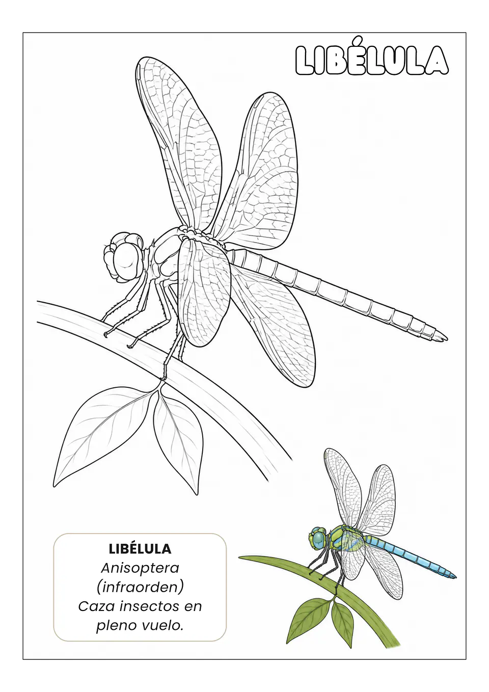 Insectos Asombrosos 4