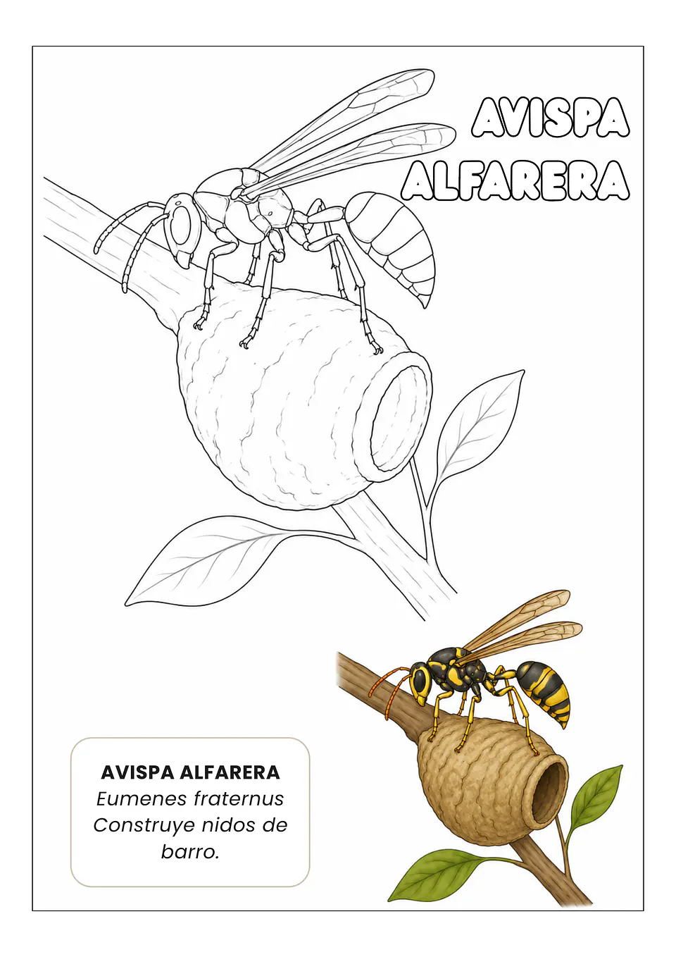 Insectos Asombrosos 6
