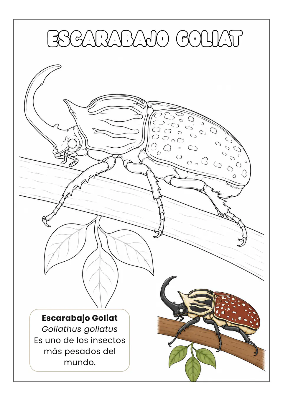 Insectos Asombrosos 9