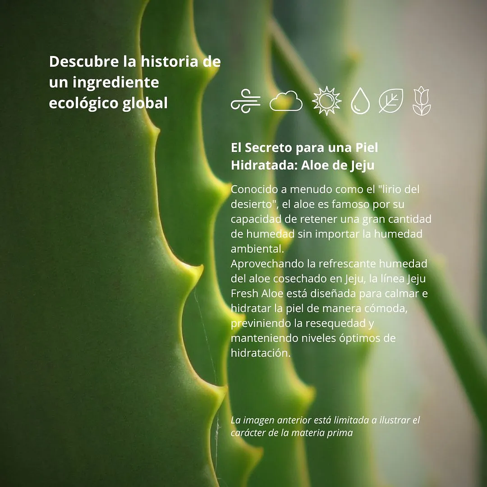 Crema Jeju Fresh Aloe Cream 50g 6