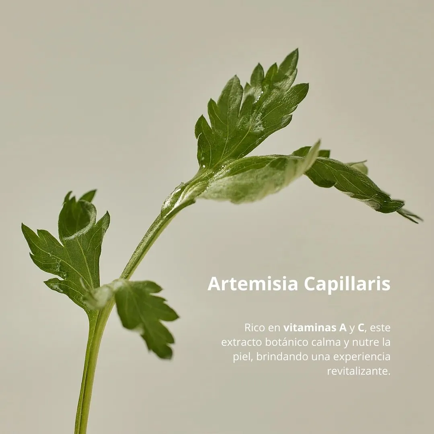 Protector Solar Matte Sun Stick Mugwort + Camelia 18g 8