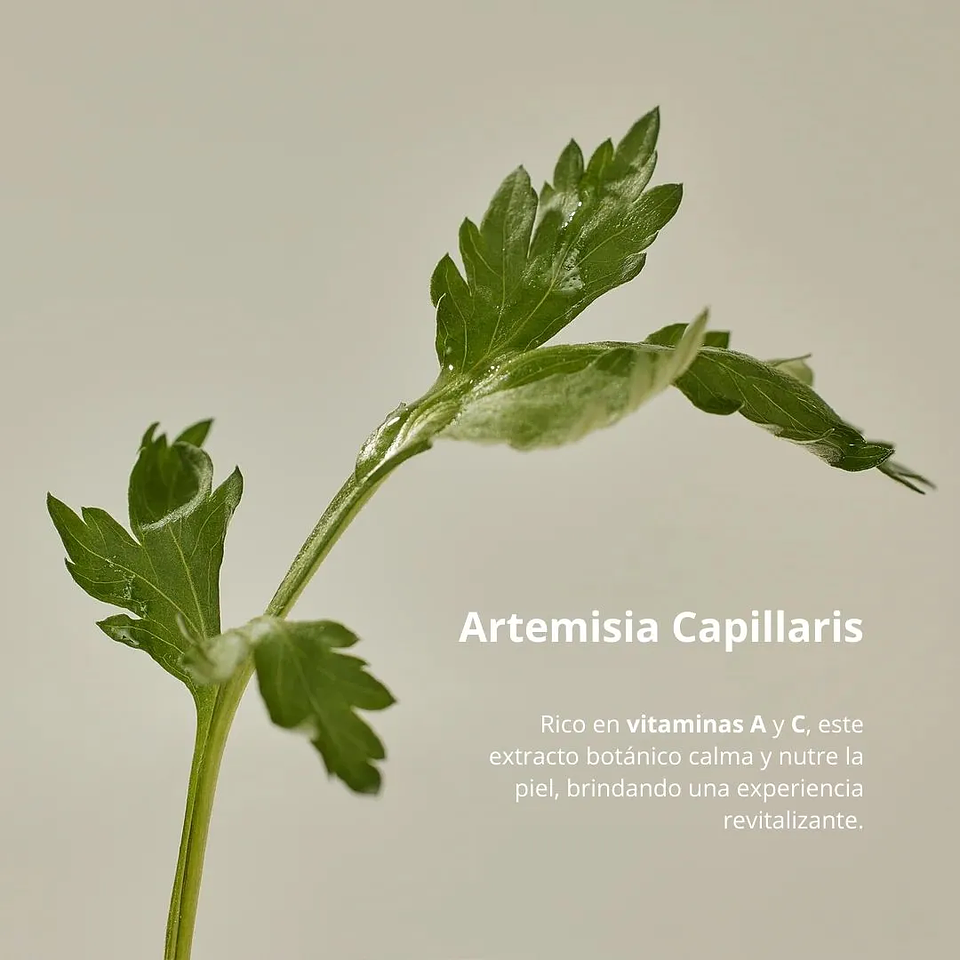 Protector Solar Matte Sun Stick Mugwort + Camelia 18g 8