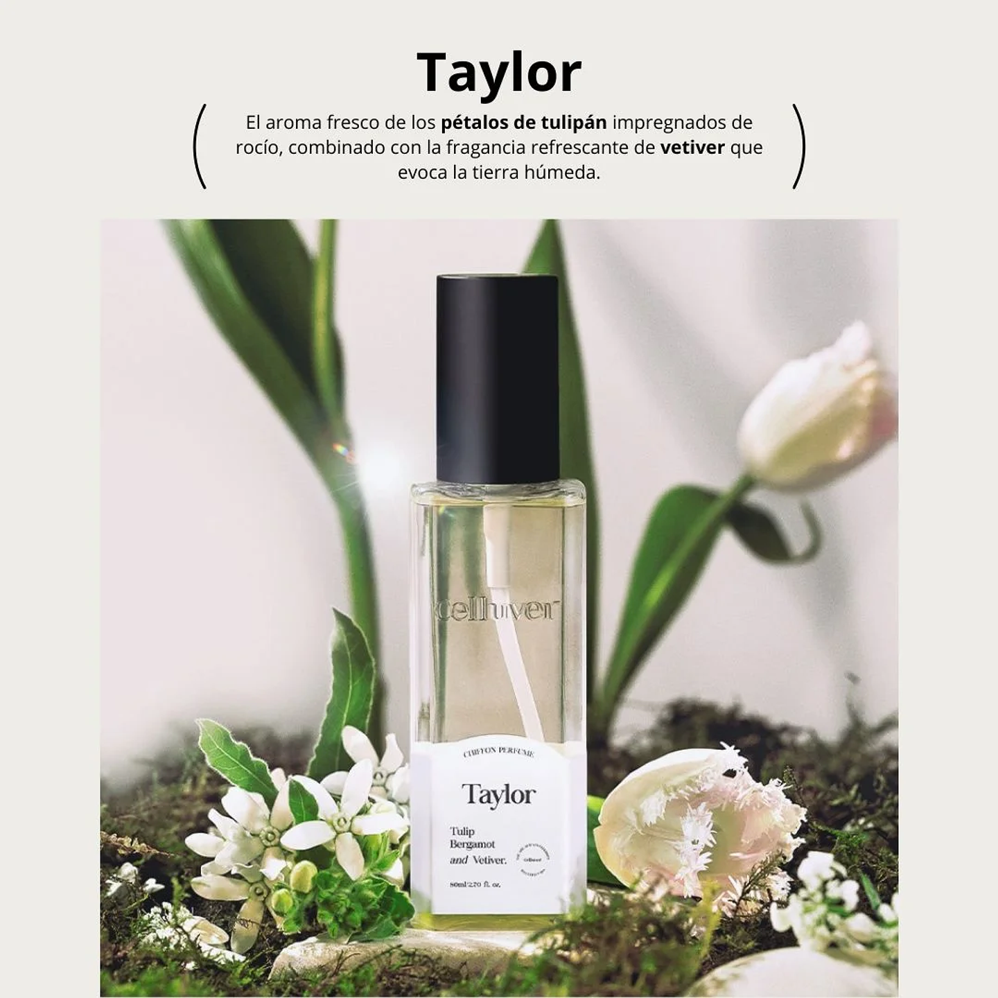 Perfume Chiffon Perfume Taylor EDP 80ml 9