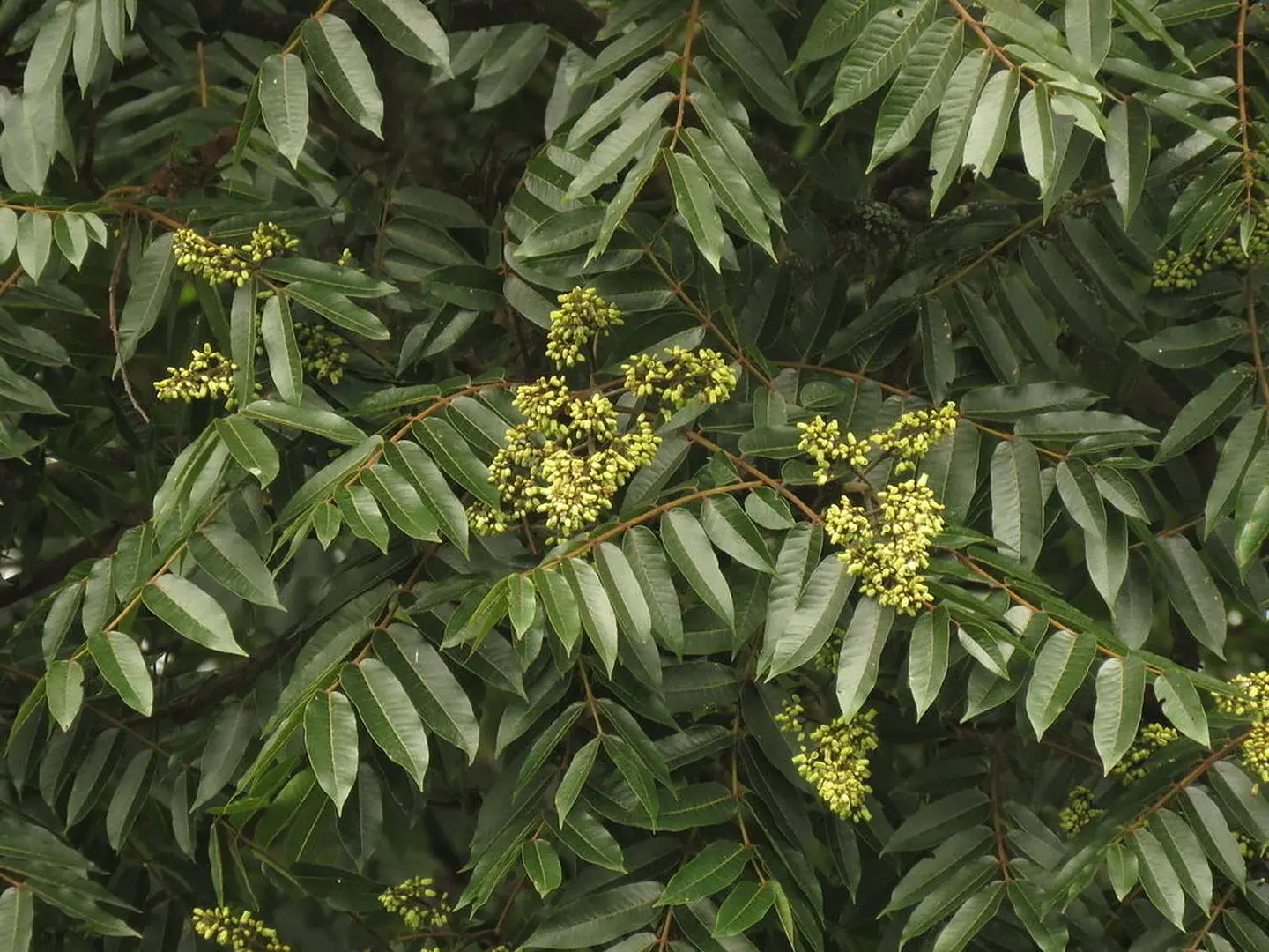 Crema de Manos Antiarrugas Perfumada Oriental Refresh 80ml 5