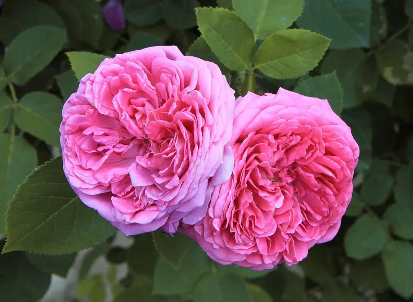 Crema de Manos Antiarrugas Perfumada Florence Bouquet 80ml 5