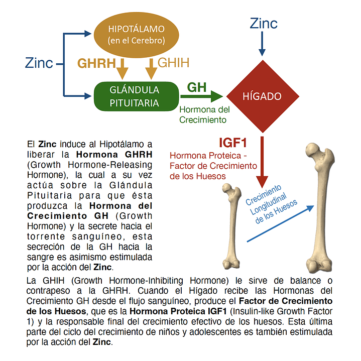 Crezzere Full Zinc 30 Cápsulas 1165 mg Inmunidad Pack x2 7