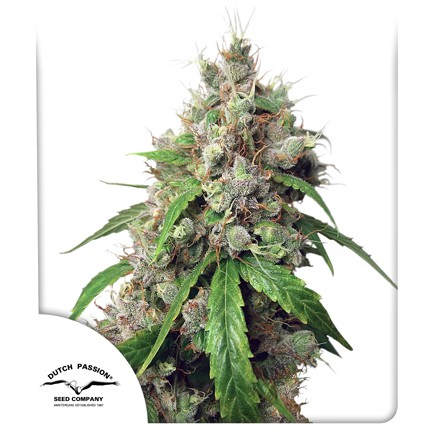 Euforia Auto (3u)