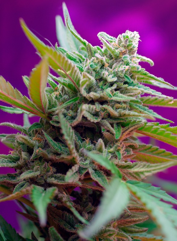 Black Jack Auto (4u)