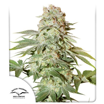Power Plant Auto (3u)